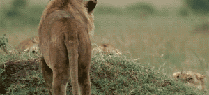 Tijger GIF. Dieren Tijger Gifs 