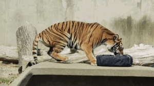 Tijger GIF. Anime Dieren Tijger Gifs Geanimeerde 