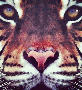 Tijger GIF. Dieren Tijger Gifs 