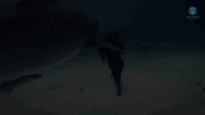 Tijger GIF. Dieren Bang Film Tijger Boot Gifs Oceaan Grommen 