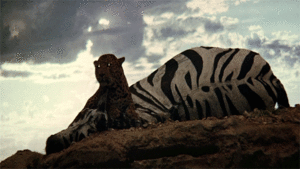 Zebra GIF. Dieren Zebra Gifs Ander 