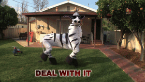 Zebra GIF. Dieren Dansen Zebra Gifs Transactie Dealwithit 