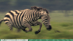 Zebra GIF. Dieren Zebra Gifs Dier Cheezburger 