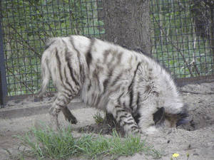 Zebra GIF. Dieren Zebra Gifs 
