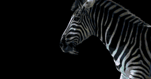 Zebra GIF. Dieren Zebra Skelet Gifs Wetenschap Biologie Cgi 