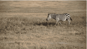Zebra GIF. Dieren Zebra Schattig Gifs Veld 