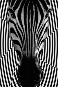 Zebra GIF. Dieren Zebra Gifs Trippy Psychedelische 