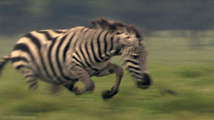 Zebra GIF. Dieren Zebra Boos Natuur Bea Lopen Safari Gifs Lopend Gek Achtervolgen Paard Cheetah 