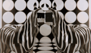 Zebra GIF. Dieren Zebra Gifs 