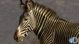 Zebra GIF. Dieren Zebra Tv Gifs 
