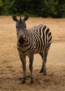 Zebra GIF. Dieren Dierentuin Zebra Gifs 