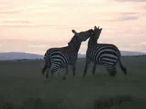 Zebra GIF. Dieren Zebra Gifs 