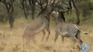 Zebra GIF. Dieren Zebra Gifs Brutaal Schop 