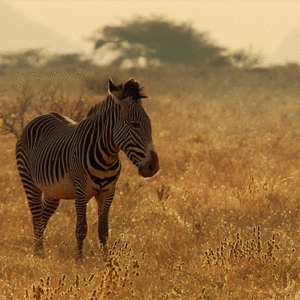 Zebra GIF. Dieren Zebra Film Natuur Gifs Staand Documentaire 