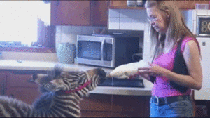 Zebra GIF. Dieren Zebra Neushoorn Gifs Snuiven Vreemd Bevestiging 