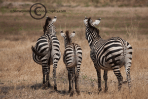 Zebra GIF. Dieren Zebra Gifs 