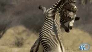 Zebra GIF. Dieren Zebra Kleurrijk Gifs Melkweg 