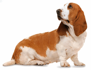 Honden plaatjes Bassets 