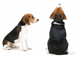 Honden plaatjes Beagles 