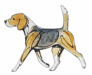 Honden plaatjes Beagles 