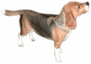 Honden plaatjes Beagles 