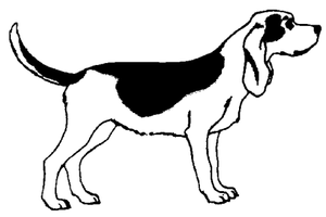 Honden plaatjes Beagles 