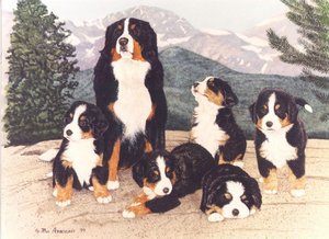 Honden plaatjes Berner senner 