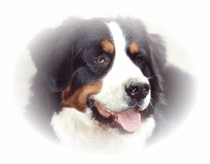 Honden plaatjes Berner senner 