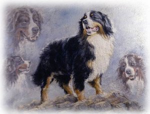 Honden plaatjes Berner senner 