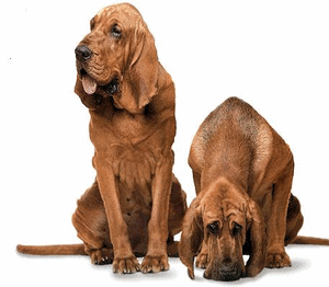 Honden plaatjes Bloedhonden 