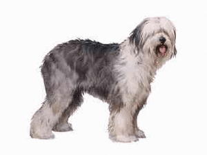 Honden plaatjes Bobtail 