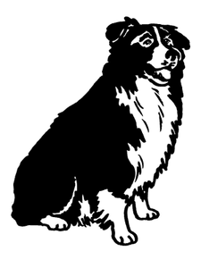 Honden plaatjes Border collie 