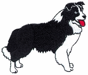 Honden plaatjes Border collie 