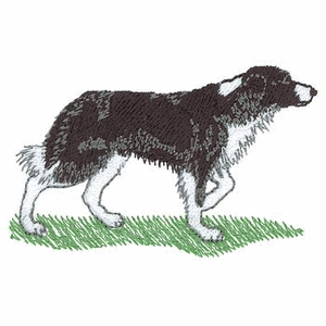 Honden plaatjes Border collie 