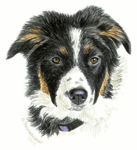 Honden plaatjes Border collie 