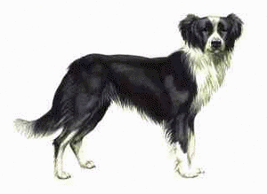 Honden plaatjes Border collie 