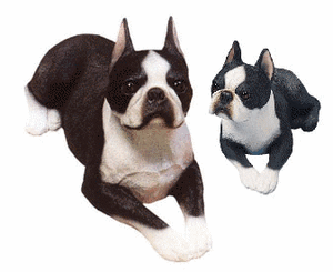 Honden plaatjes Boston terrier 