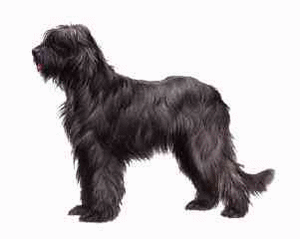 Honden plaatjes Briard 