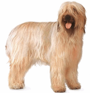 Honden plaatjes Briard 