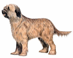 Honden plaatjes Briard 