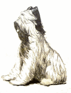 Honden plaatjes Briard 