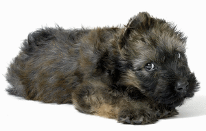 Honden plaatjes Briard 