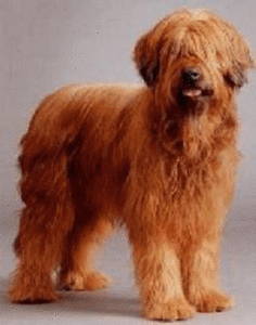 Honden plaatjes Briard 