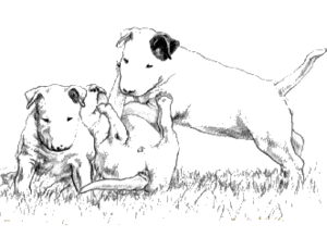 Honden plaatjes Bull terrier 