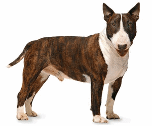 Honden plaatjes Bull terrier 