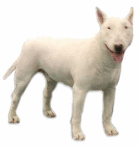 Honden plaatjes Bull terrier 