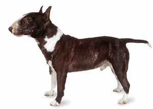 Honden plaatjes Bull terrier 