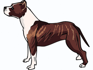 Honden plaatjes Bull terrier 