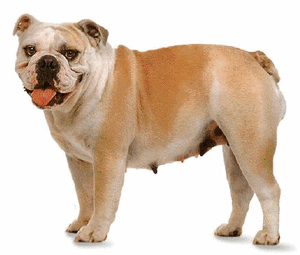 Honden plaatjes Bulldog 