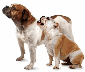 Honden plaatjes Bulldog 